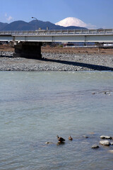 川面の合鴨～日本の風景