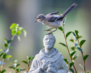 Mockingbird Squawking and Fussing on the Head of St. Francis Garden Statue in Southern Louisiana 