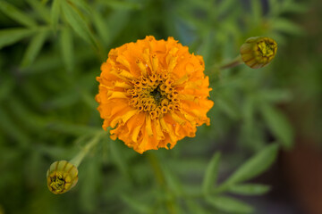 marigold with water droplets