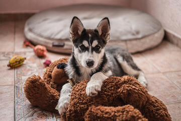 puppy husky siberian beutiful dog Alaskan malamute and husky dogs © cinthiamunozt