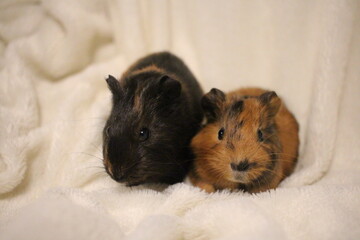 Fototapeta premium small guinea pig pet rodents