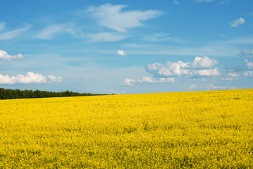 Obraz premium landscape golden field of rapeseed under a blue summer sky
