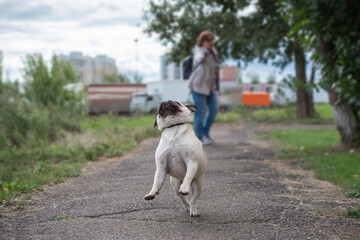 Naklejka na ściany i meble the danger of walking dogs with a collar. possible neck injuries for the animal. A pug on a walk suddenly ran and pulled on a leash