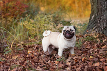 a beautiful young pug smiles and stands among the fallen autumn foliage against the background of a large tree in the park during a walk. close-up. selective focus