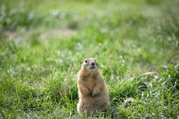 Naklejka na ściany i meble photo of a wild ground squirrel in its natural habitat, in summer on a green glade