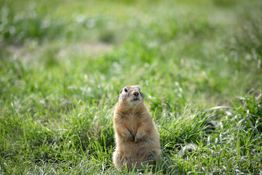 photo of a wild ground squirrel in its natural habitat, in summer on a green glade