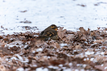 close up of one cute orange chested thrasher bird resting on dry leaves and snow covered ground in the park