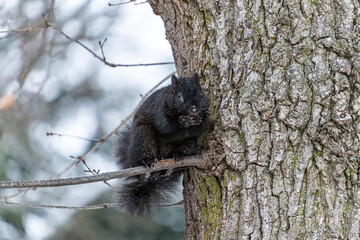 one cute grey squirrel sitting on leafless tree branch eat a nut on its hands