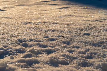 fluffy snow covered ground under the morning sun light