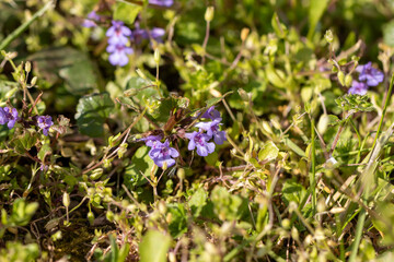 Budra ivy-shaped, Budra creeping - (lat. Glechoma hederacea) - a typical species of perennial herbaceous plants of the genus Budra of the Lamiaceae family.