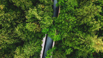 Road Cutting Through Bright Green Forest Aerial View © ANITEK MEDIA 
