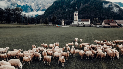 Herd of Sheep Graze in front of Small Mountain Village © ANITEK MEDIA 