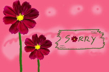 sorry message card handwriting with red flowers cosmos arrangment flat lay postcard style on background red 