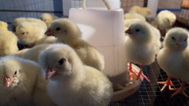 Pollitos amarillos peque&ntilde;os en una jaula listos para ser vendidos en una tienda