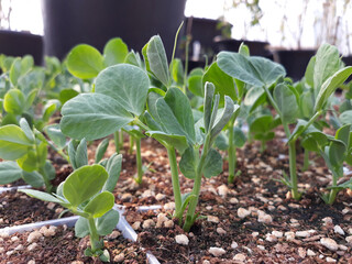 It is a sprout of peas