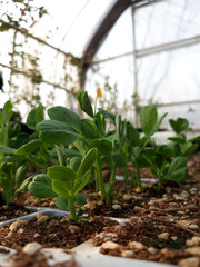 It is a sprout of peas