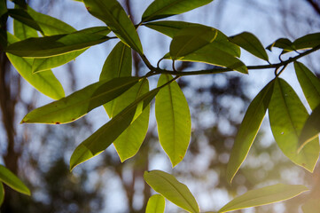 Obraz premium Green leaves at sunset