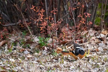 Naklejka na ściany i meble daurian redstart in the park