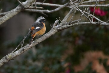 daurian redstart in the park