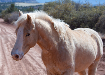 Obraz premium A palomino pony stands on a dusty dirt road watching the camera with out of focus bushes in the background. 