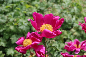 Fototapeta premium Blooms In The Garden, Fort Edmonton Park, Edmonton, Alberta