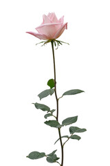 Single beautiful pink rose isolated on white background