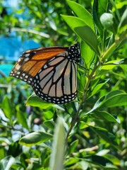 orange and white monarch