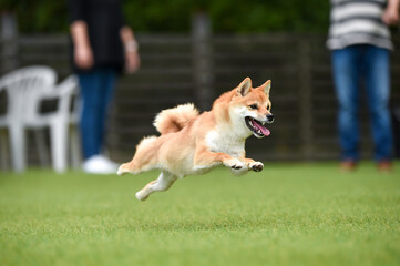 ドッグランで遊ぶ茶毛の柴犬