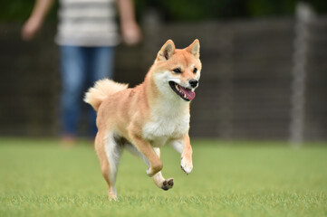 ドッグランで遊ぶ茶毛の柴犬