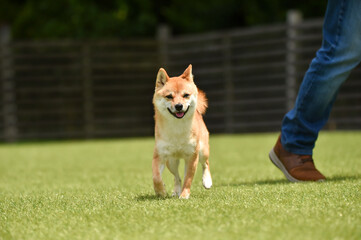 ドッグランで遊ぶ茶毛の柴犬
