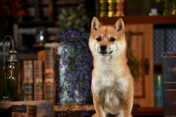 レトロ背景でおすましする茶毛の柴犬