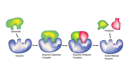 Enzymatic substrates reaction and separation process in biochemistry