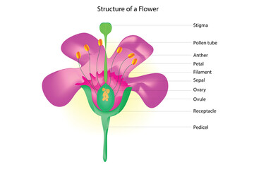 Botanical Structure of a Flower (Anatomy of Anthophyte Flower) - obrazy, fototapety, plakaty