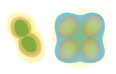 Gloeocapsa (cyanobacteria structure)