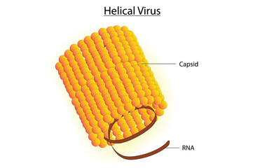 Helical virus with RNA, consist of nucleic acid surrounded by a hollow protein cylinder or capsid and possessing a helical structure