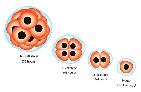 embryonic development stages (fertilization, cleavage, blastula formation, gastrulation, and neurulation)