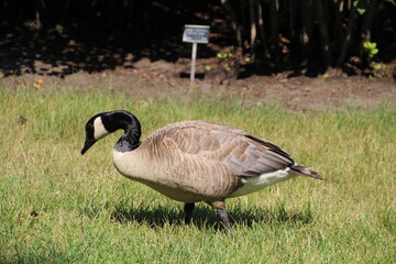 goose standing on the grass