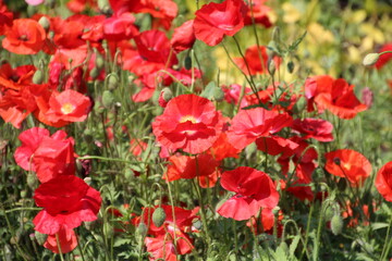Fototapeta na wymiar red poppies in the field, U of A Botanic Gardens, Devon, Alberta