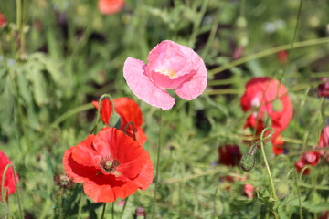 Poppies In Bloom, U of A Botanic Gardens, Devon, Alberta