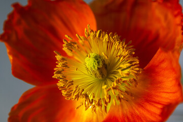 Iceland Poppy 4