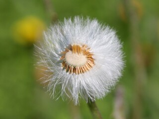 Macro of Dandelion Wishes, Springtime