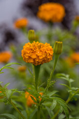 marigold bloom, orange flower