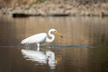 Great Egret Eating