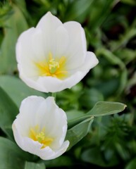 White Tulips Growing Wild, Springtime, Southern England