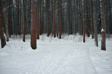 Fototapeta premium frozen pine trees