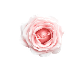 Fresh light pink rose flower with soft skin isolated on white background top view , clipping path