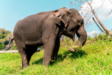 Obraz premium Elephants of Thailand being free in the countryside