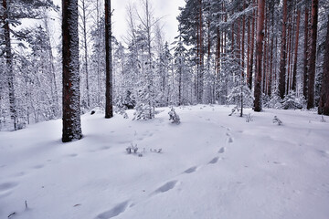 winter in a pine forest landscape, trees covered with snow, January in a dense forest seasonal view
