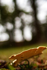 autumn leaves on the ground