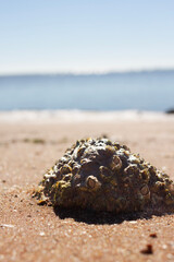 stone on the beach